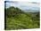 View of Tea Plantations from Lipton's Seat, Haputale, Sri Lanka, Asia-Jochen Schlenker-Stretched Canvas