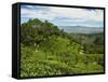 View of Tea Plantations from Lipton's Seat, Haputale, Sri Lanka, Asia-Jochen Schlenker-Framed Stretched Canvas