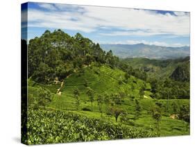 View of Tea Plantations from Lipton's Seat, Haputale, Sri Lanka, Asia-Jochen Schlenker-Stretched Canvas