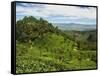 View of Tea Plantations from Lipton's Seat, Haputale, Sri Lanka, Asia-Jochen Schlenker-Framed Stretched Canvas