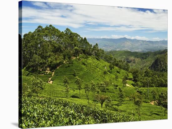 View of Tea Plantations from Lipton's Seat, Haputale, Sri Lanka, Asia-Jochen Schlenker-Stretched Canvas