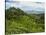 View of Tea Plantations from Lipton's Seat, Haputale, Sri Lanka, Asia-Jochen Schlenker-Stretched Canvas