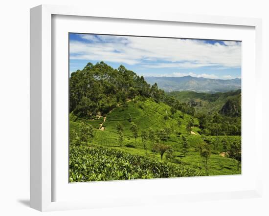 View of Tea Plantations from Lipton's Seat, Haputale, Sri Lanka, Asia-Jochen Schlenker-Framed Photographic Print