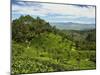 View of Tea Plantations from Lipton's Seat, Haputale, Sri Lanka, Asia-Jochen Schlenker-Mounted Photographic Print
