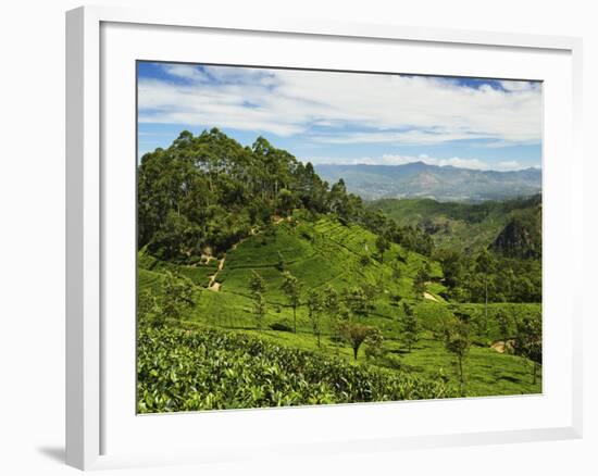 View of Tea Plantations from Lipton's Seat, Haputale, Sri Lanka, Asia-Jochen Schlenker-Framed Photographic Print