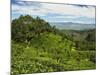 View of Tea Plantations from Lipton's Seat, Haputale, Sri Lanka, Asia-Jochen Schlenker-Mounted Photographic Print