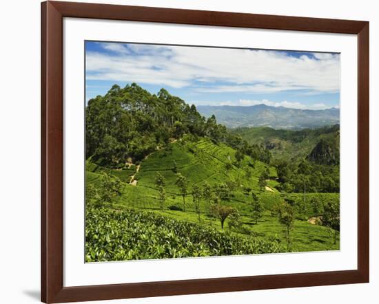 View of Tea Plantations from Lipton's Seat, Haputale, Sri Lanka, Asia-Jochen Schlenker-Framed Photographic Print