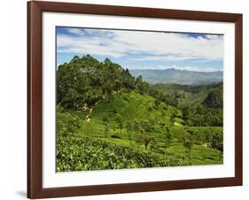 View of Tea Plantations from Lipton's Seat, Haputale, Sri Lanka, Asia-Jochen Schlenker-Framed Photographic Print