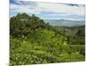 View of Tea Plantations from Lipton's Seat, Haputale, Sri Lanka, Asia-Jochen Schlenker-Mounted Photographic Print