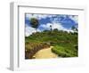 View of Tea Plantations from Lipton's Seat, Haputale, Sri Lanka, Asia-Jochen Schlenker-Framed Photographic Print