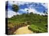 View of Tea Plantations from Lipton's Seat, Haputale, Sri Lanka, Asia-Jochen Schlenker-Stretched Canvas