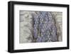 View of Terracotta Warriors in the Tomb Museum, Xi'an, Shaanxi Province-Frank Fell-Framed Photographic Print