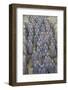 View of Terracotta Warriors in the Tomb Museum, Xi'an, Shaanxi Province-Frank Fell-Framed Photographic Print