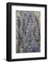 View of Terracotta Warriors in the Tomb Museum, Xi'an, Shaanxi Province-Frank Fell-Framed Photographic Print