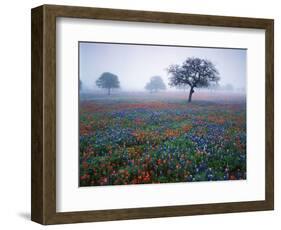 View of Texas Paintbrush and Bluebonnets Flowers at Dawn, Hill Country, Texas, USA-Adam Jones-Framed Photographic Print