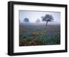 View of Texas Paintbrush and Bluebonnets Flowers at Dawn, Hill Country, Texas, USA-Adam Jones-Framed Photographic Print