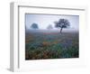 View of Texas Paintbrush and Bluebonnets Flowers at Dawn, Hill Country, Texas, USA-Adam Jones-Framed Photographic Print