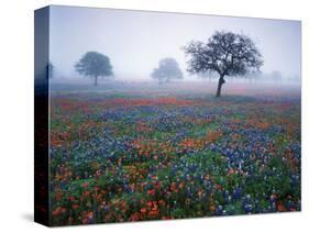 View of Texas Paintbrush and Bluebonnets Flowers at Dawn, Hill Country, Texas, USA-Adam Jones-Stretched Canvas