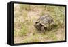 View of Texas Tortoise-Gary Carter-Framed Stretched Canvas