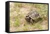 View of Texas Tortoise-Gary Carter-Framed Stretched Canvas