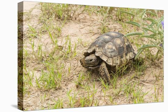 View of Texas Tortoise-Gary Carter-Stretched Canvas