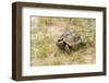 View of Texas Tortoise-Gary Carter-Framed Premium Photographic Print