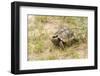 View of Texas Tortoise-Gary Carter-Framed Premium Photographic Print