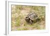 View of Texas Tortoise-Gary Carter-Framed Photographic Print