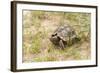 View of Texas Tortoise-Gary Carter-Framed Photographic Print