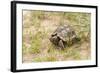 View of Texas Tortoise-Gary Carter-Framed Photographic Print