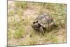 View of Texas Tortoise-Gary Carter-Mounted Photographic Print