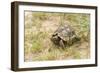 View of Texas Tortoise-Gary Carter-Framed Photographic Print