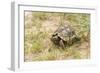 View of Texas Tortoise-Gary Carter-Framed Photographic Print