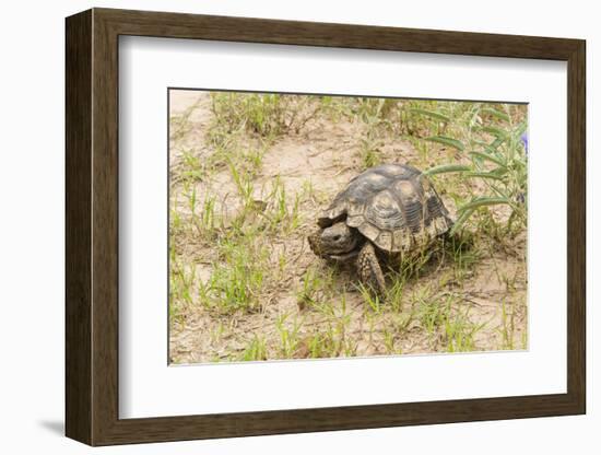 View of Texas Tortoise-Gary Carter-Framed Photographic Print