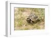 View of Texas Tortoise-Gary Carter-Framed Photographic Print