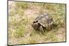 View of Texas Tortoise-Gary Carter-Mounted Photographic Print