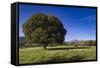 View of the Aiguilles De Bavella, Quenza, Corsica, France-Walter Bibikow-Framed Stretched Canvas