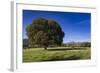 View of the Aiguilles De Bavella, Quenza, Corsica, France-Walter Bibikow-Framed Photographic Print