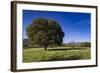 View of the Aiguilles De Bavella, Quenza, Corsica, France-Walter Bibikow-Framed Photographic Print