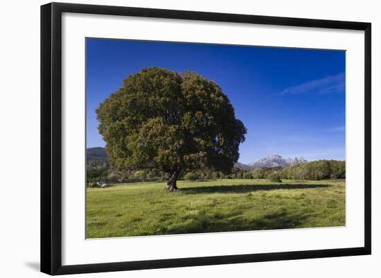 View of the Aiguilles De Bavella, Quenza, Corsica, France-Walter Bibikow-Framed Photographic Print