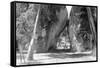 View of the Arch Rock Entrance, Model-T Ford Parked - Yosemite National Park, CA-Lantern Press-Framed Stretched Canvas