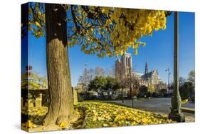 View of the Cathedrale (Cathedral) De Notre Dame from Place (Square) Rene Viviani in Autumn-Massimo Borchi-Stretched Canvas