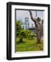 View of the Exaltacao da Santa Cruz Church, Ubatuba, State of Sao Paulo, Brazil, South America-Karol Kozlowski-Framed Photographic Print