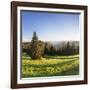 View of the Feldberg in a Meadow Valley, Black Forest, Baden Wurttemberg, Germany-Markus Lange-Framed Photographic Print