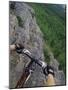 View of the Forest from a Mountian Bike-null-Mounted Photographic Print