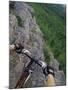 View of the Forest from a Mountian Bike-null-Mounted Photographic Print