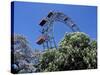 View of the Giant Prater Ferris Wheel Above Chestnut Trees in Bloom, Vienna, Austria-Richard Nebesky-Stretched Canvas