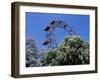 View of the Giant Prater Ferris Wheel Above Chestnut Trees in Bloom, Vienna, Austria-Richard Nebesky-Framed Photographic Print