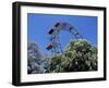 View of the Giant Prater Ferris Wheel Above Chestnut Trees in Bloom, Vienna, Austria-Richard Nebesky-Framed Photographic Print