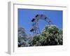 View of the Giant Prater Ferris Wheel Above Chestnut Trees in Bloom, Vienna, Austria-Richard Nebesky-Framed Photographic Print